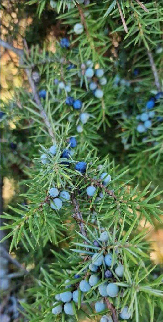 Gewöhnlicher Wacholder