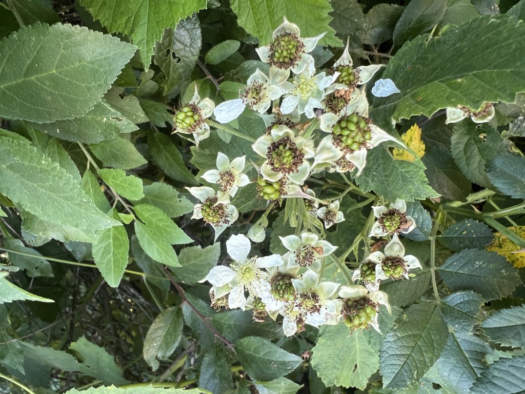 Kratzbeere (Rubus caesius) Raum Kasendorf, Oberfranken