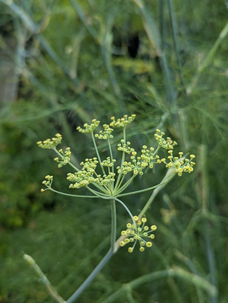 Fenchel