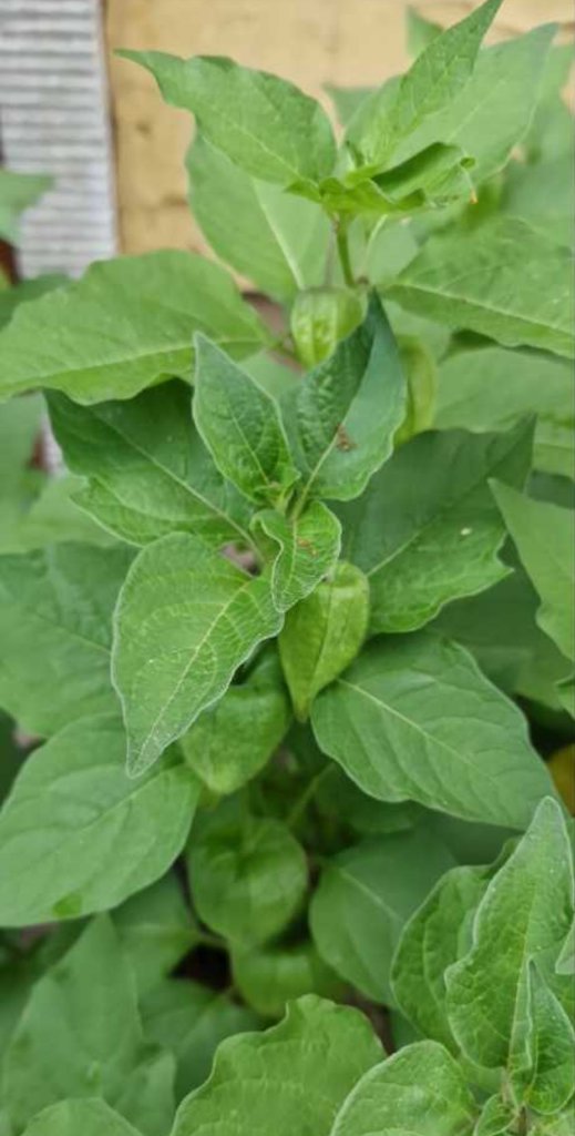 Peruanische Blasenkirsche