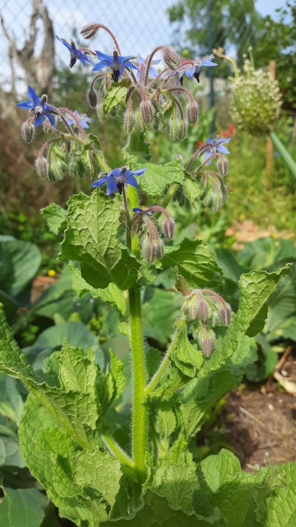 Borretsch (Borago officinalis) Raum Kasendorf, Oberfranken