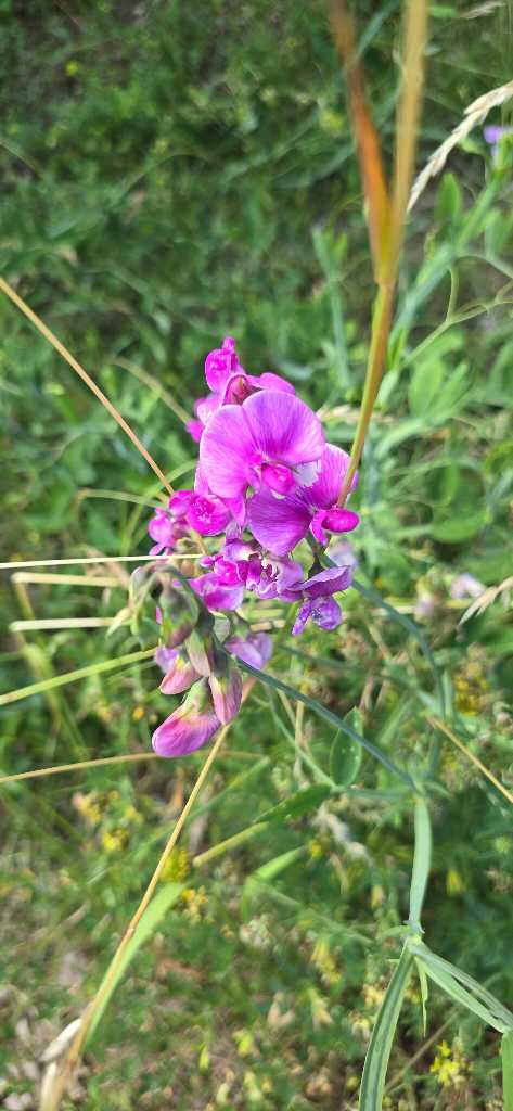 Breitblättrige Platterbse (Lathyrus latifolius) nahe Lopp