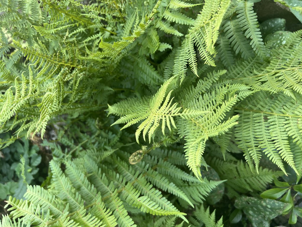 Gewöhnlicher Frauenfarn