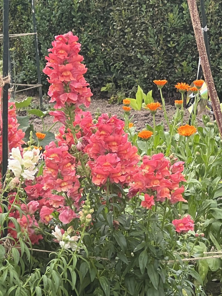 Garten-Löwenmaul (Antirrhinum majus) Raum Kasendorf, Oberfranken