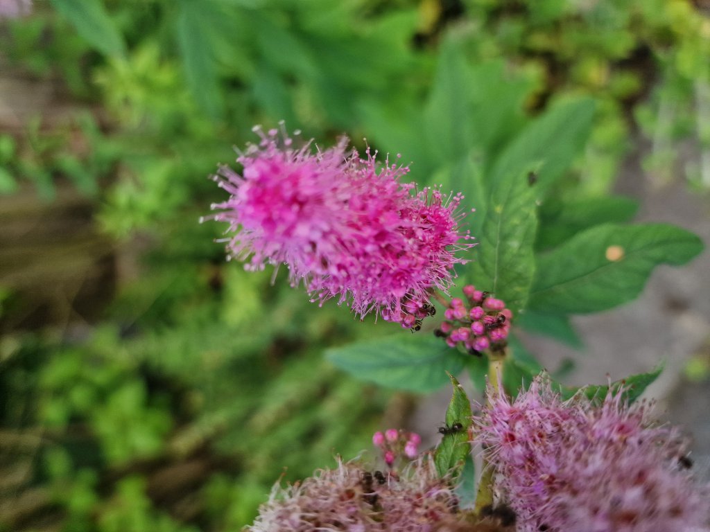 Weidenblättriger Spierstrauch (Spiraea salicifolia) in Seubersdorf