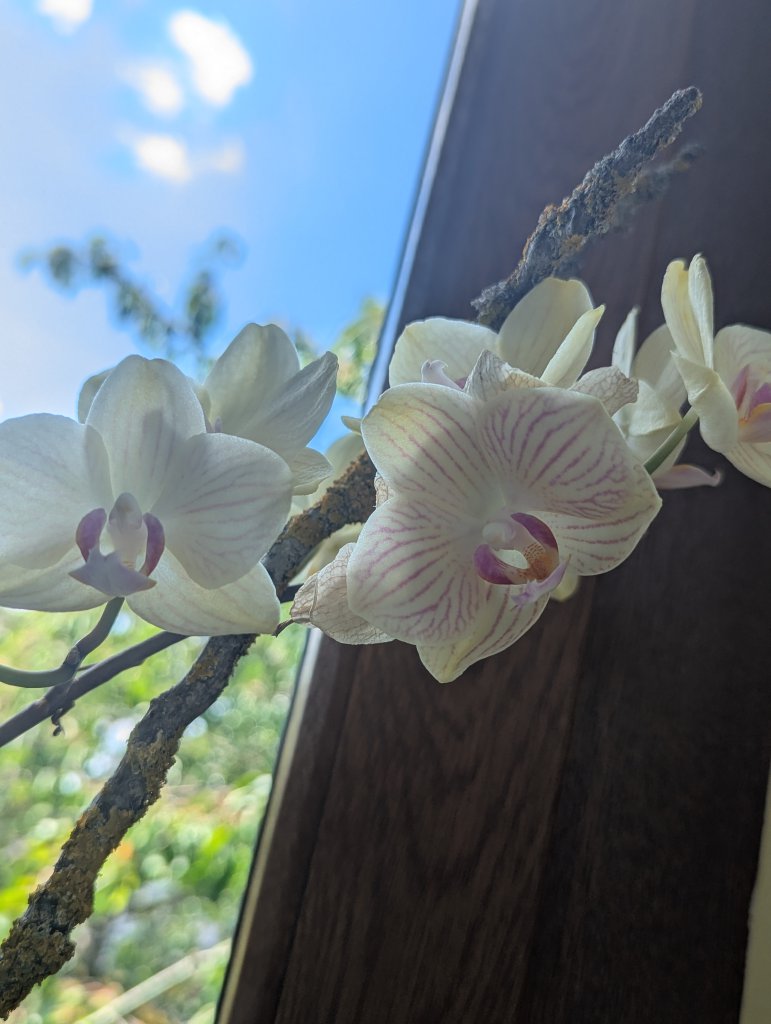Phalaenopsis aphrodite (Phalaenopsis aphrodite) in Weidach
