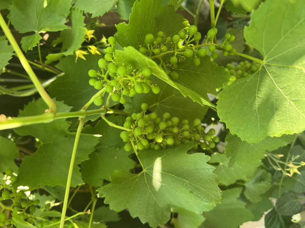Weinrebe (Vitis vinifera) Raum Kasendorf, Oberfranken
