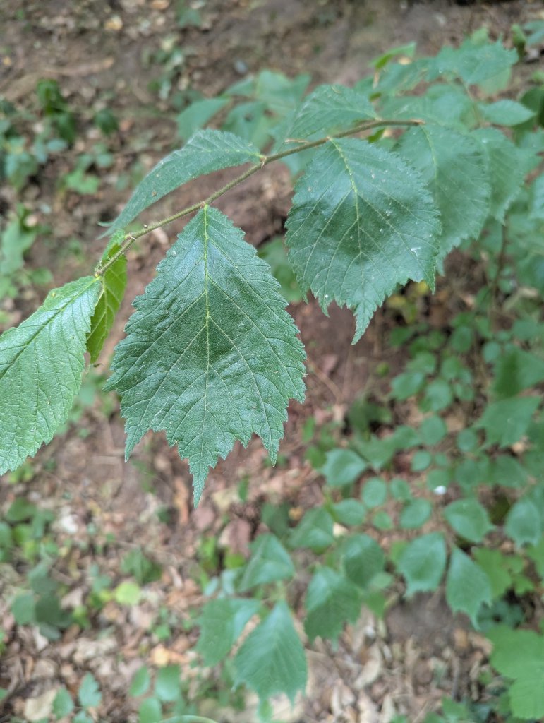 Berg-Ulme (Ulmus glabra) in Weidach Callenberger Forst