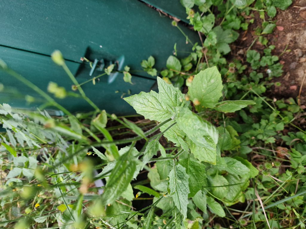 Gewöhnlicher Rainkohl