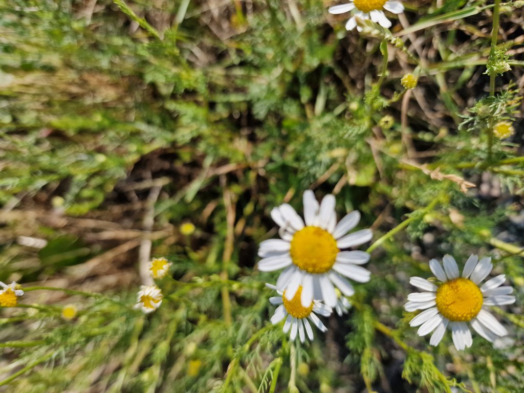 Echte Kamille (Matricaria chamomilla) in Seubersdorf
