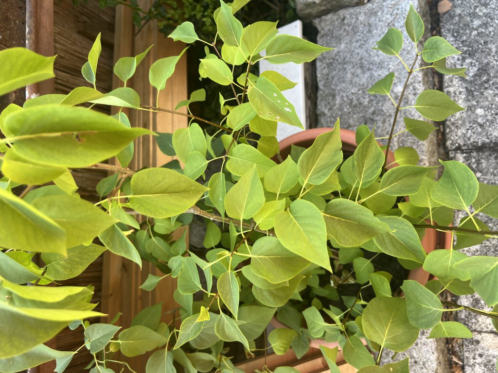 Gewöhnlicher Flieder (Syringa vulgaris) Raum Kasendorf, Oberfranken