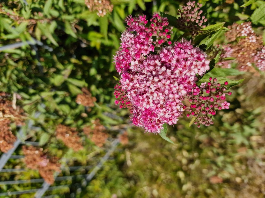 Japanischer Spierstrauch (Spiraea japonica) in Seubersdorf
