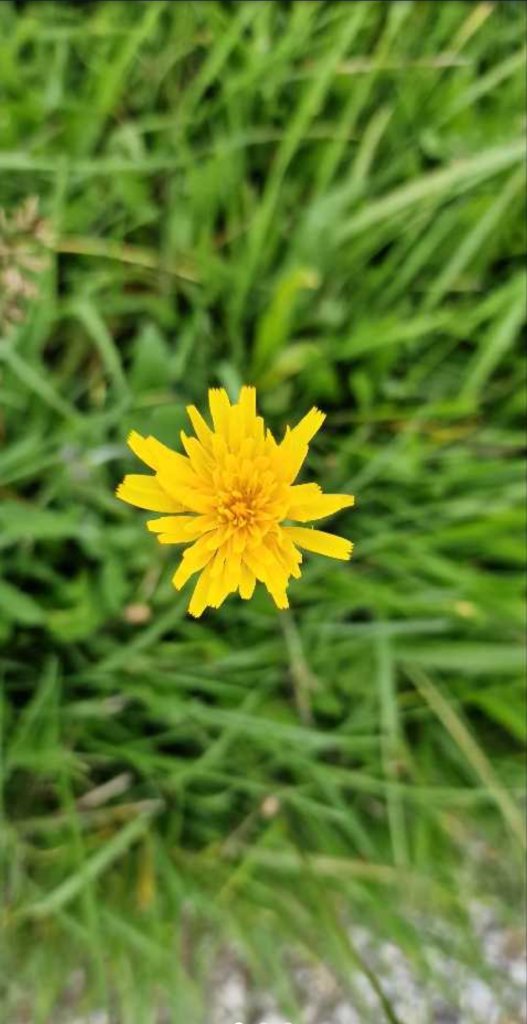 Steifhaariger Löwenzahn (Leontodon hispidus) in Seubersdorf
