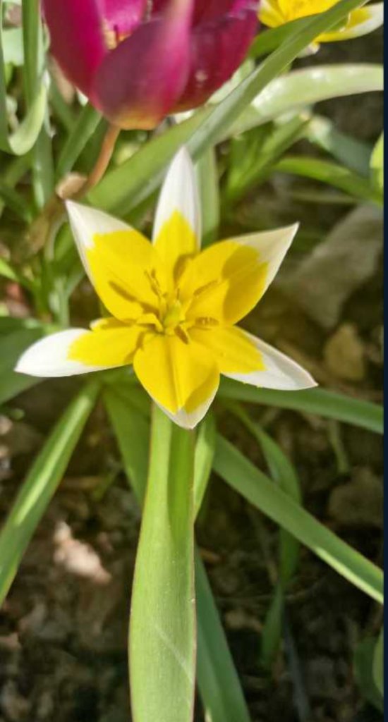 Tarda-Tulpe (Tulipa tarda) Raum Kasendorf, Oberfranken