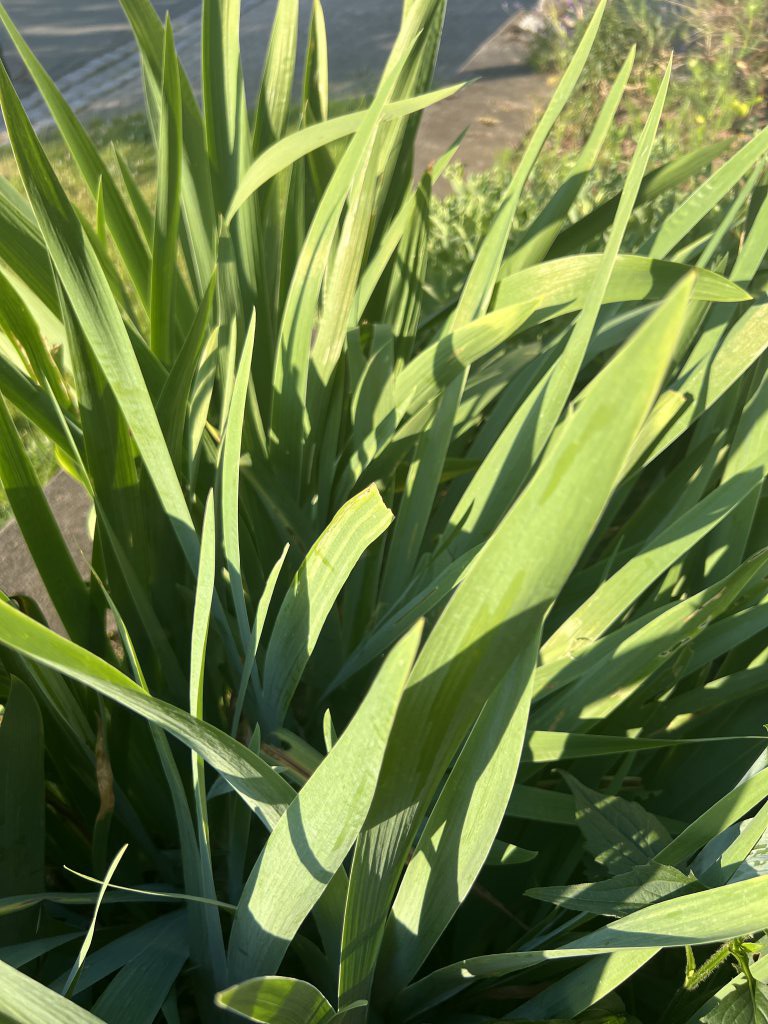 Deutsche Schwertlilie (Iris germanica) Raum Kasendorf, Oberfranken