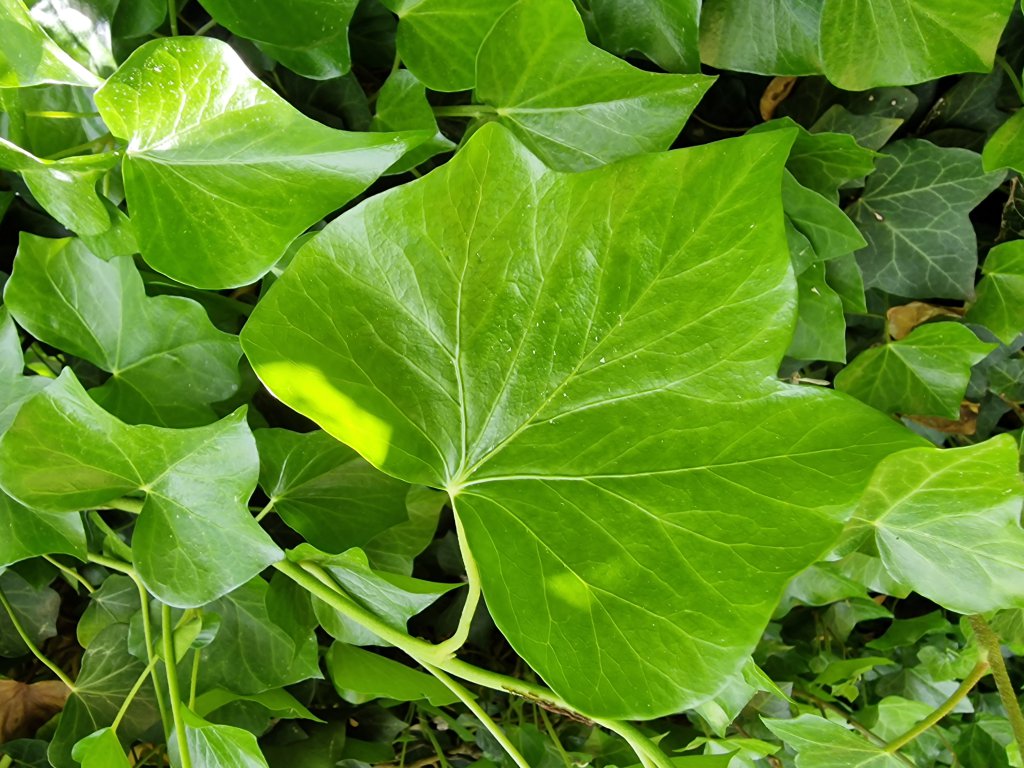 Efeu (Hedera helix) Raum Kasendorf, Oberfranken