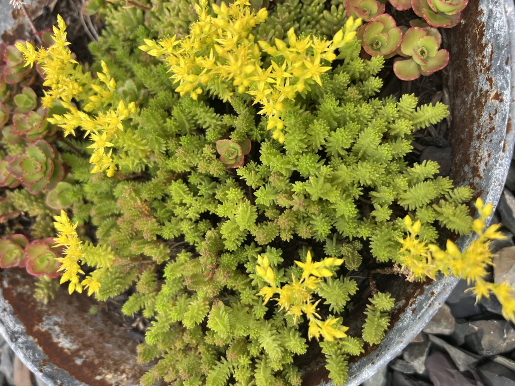Milder Mauerpfeffer (Sedum sexangulare) Raum Kasendorf, Oberfranken
