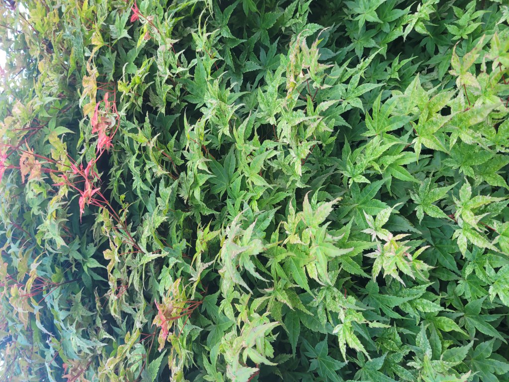 Fächer-Ahorn (Acer palmatum) in Seubersdorf