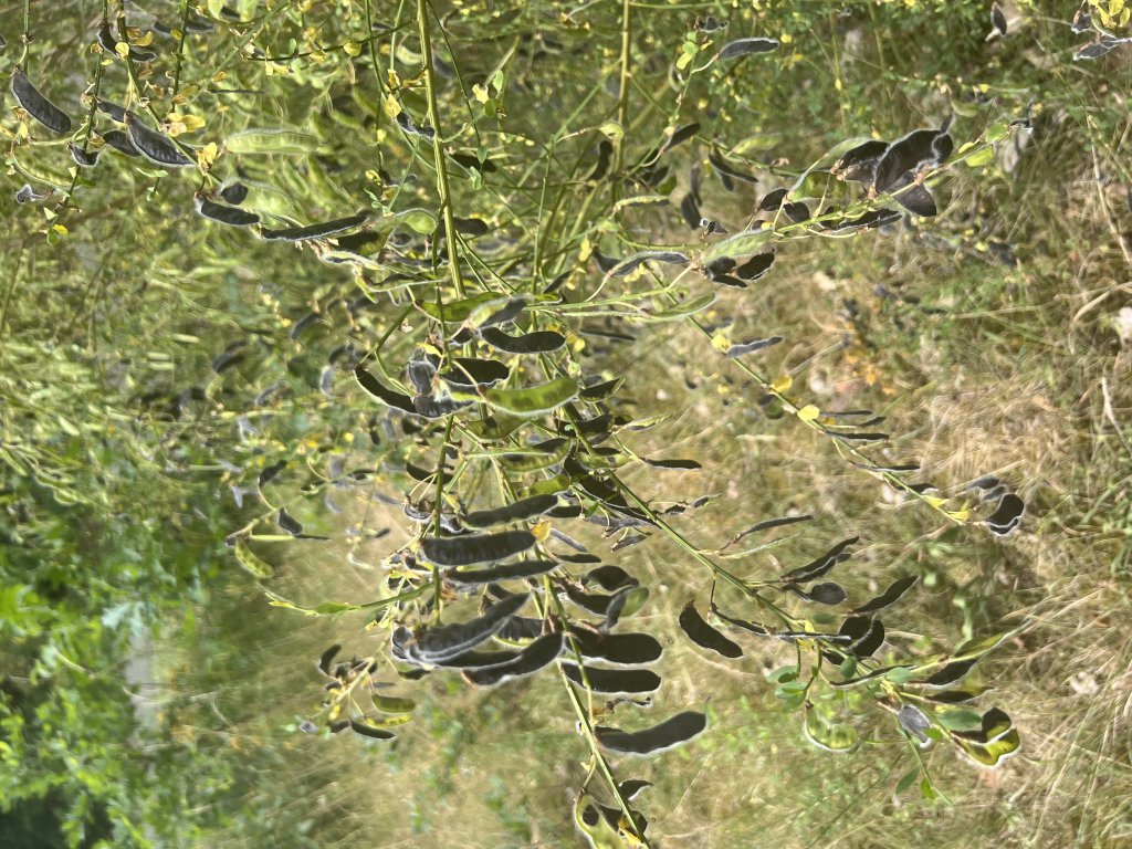 Besenginster (Cytisus scoparius) in Döllnitz