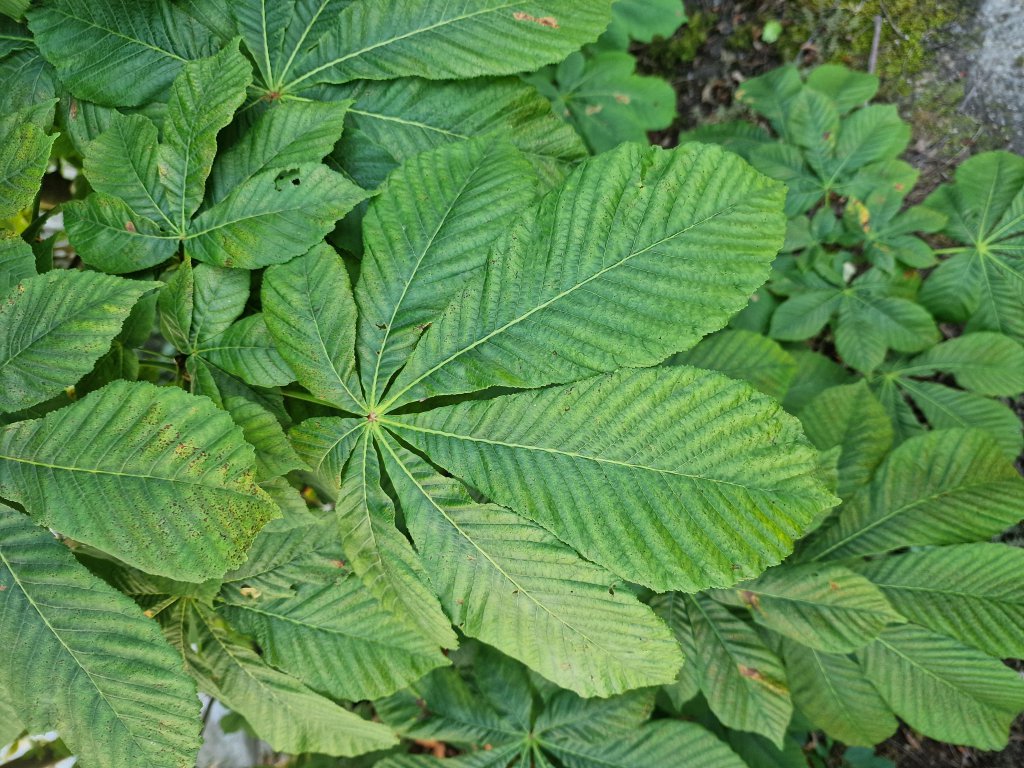 Gewöhnliche Rosskastanie