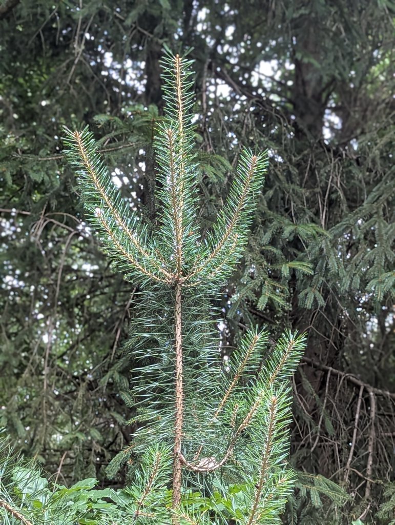 Gewöhnliche Kiefer (Pinus sylvestris) in Weidach Callenberger Forst