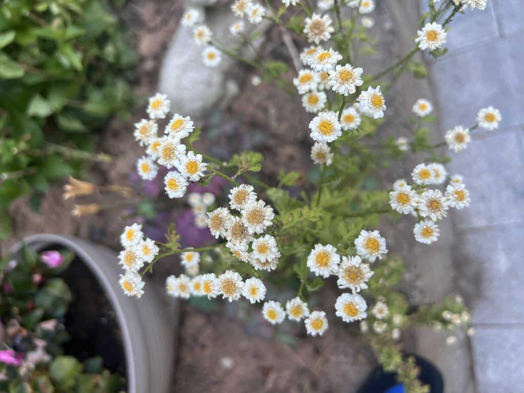 Mutterkraut (Tanacetum parthenium) Raum Kasendorf, Oberfranken
