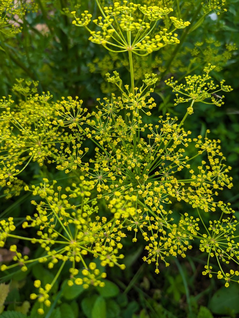 Pastinak (Pastinaca sativa) in Weidach