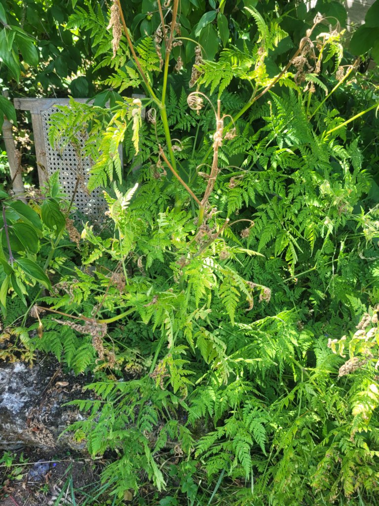 Süßdolde (Myrrhis odorata) in Lopp