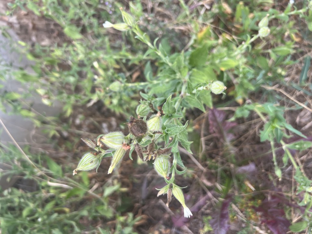 Breitblättrige Lichtnelke