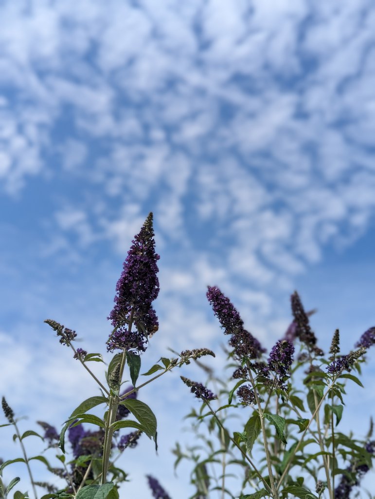 Fliederspeer (Syringa vulgaris) in Weidach