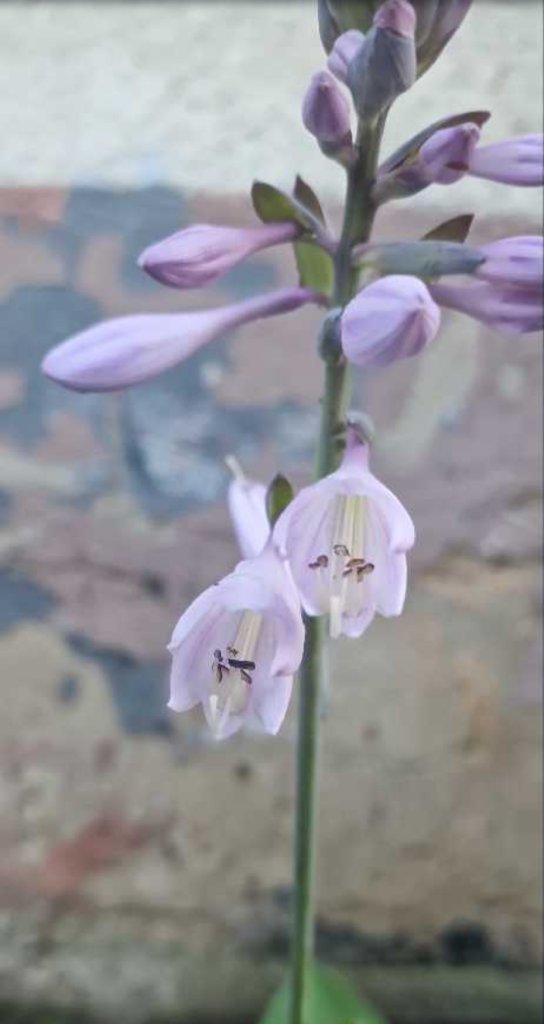 Lilien-Funkie (Hosta plantaginea) in Seubersdorf