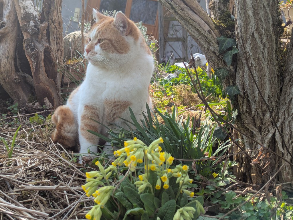Echte Schlüsselblume (Primula veris) in Weidach