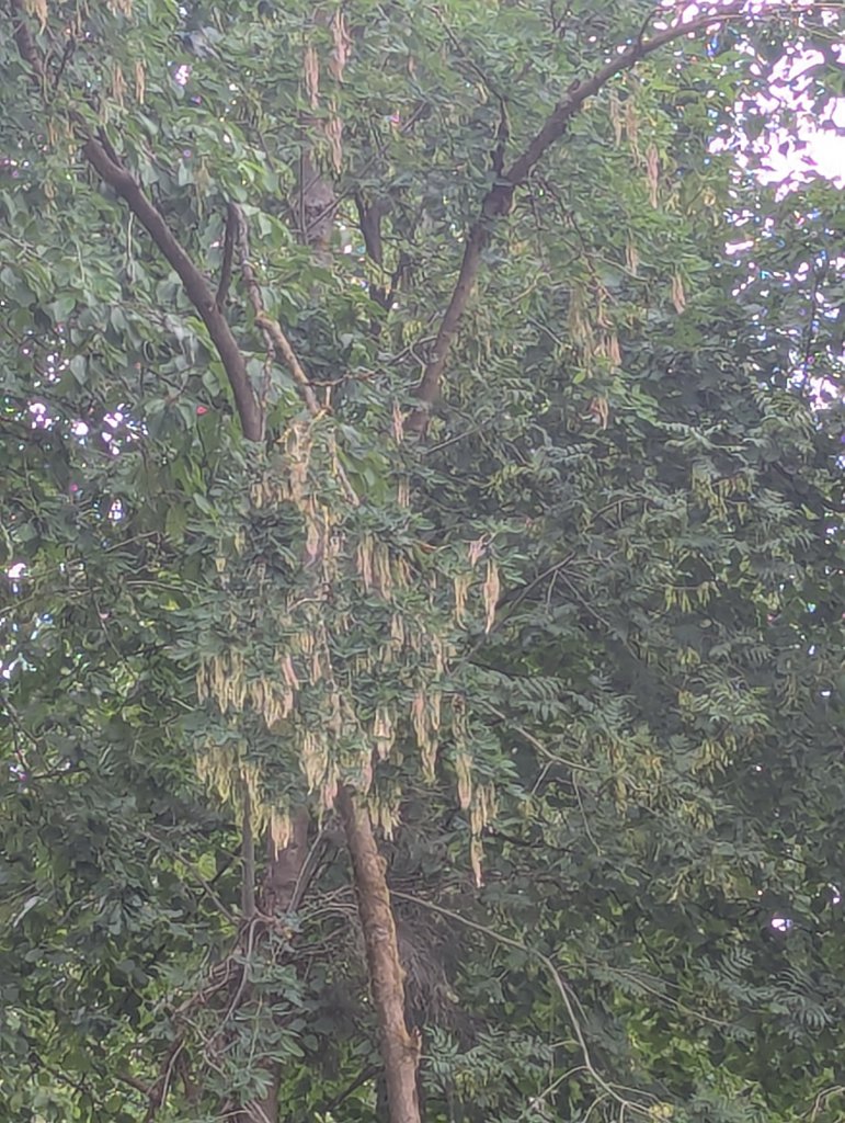 Gewöhnlicher Goldregen