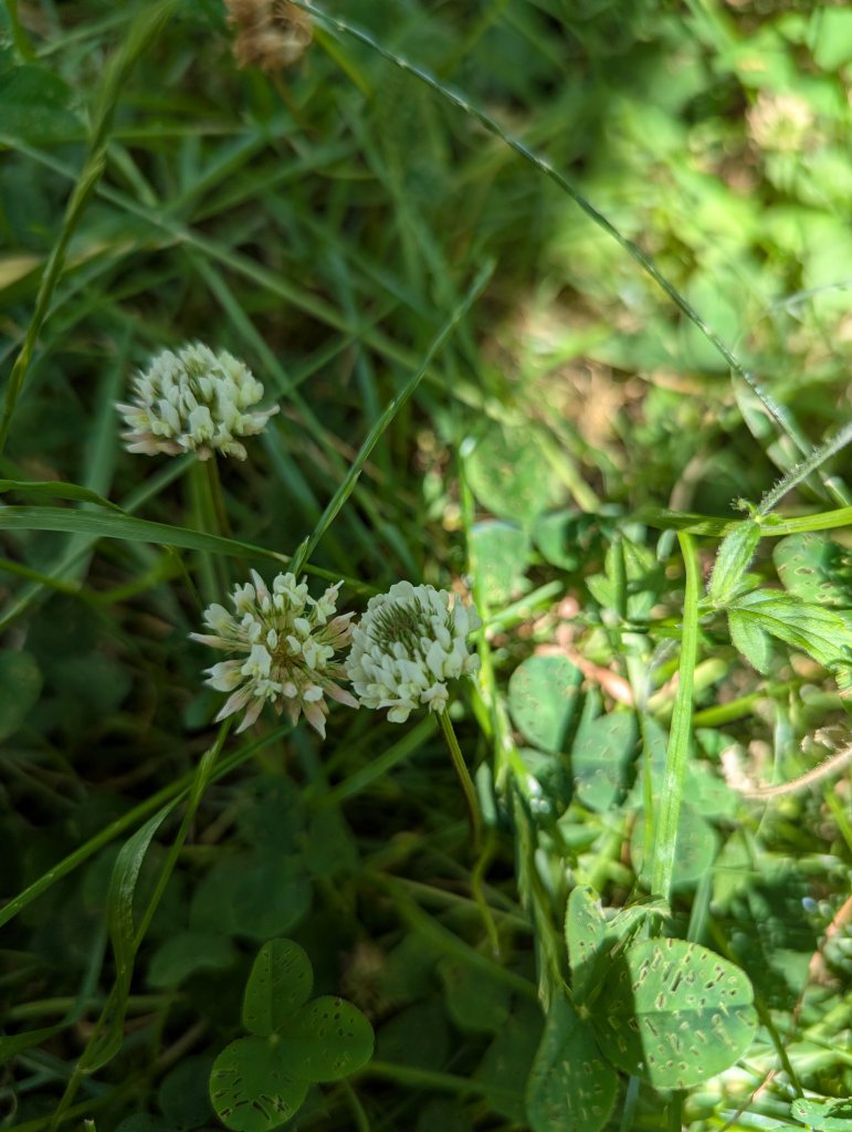 Weiß-Klee (Trifolium repens) in Weidach