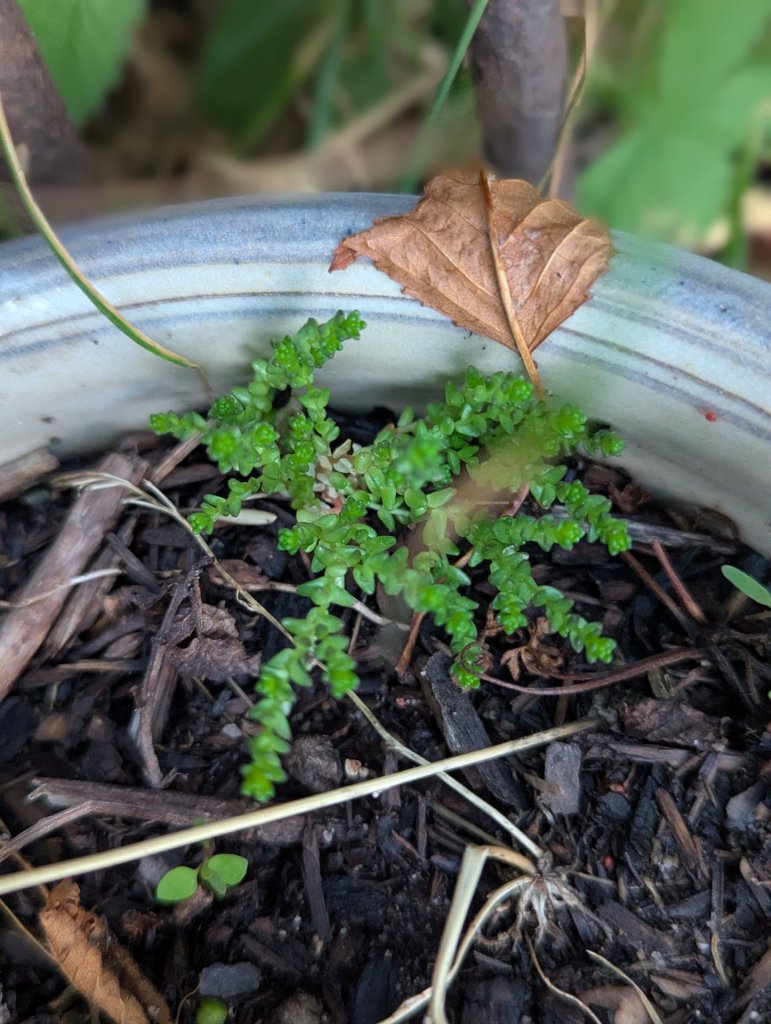 Scharfer Mauerpfeffer (Sedum acre) in Weidach