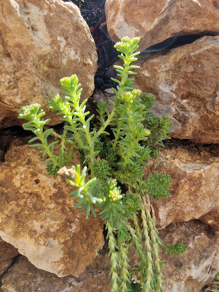 Milder Mauerpfeffer (Sedum sexangulare) Raum Kasendorf, Oberfranken