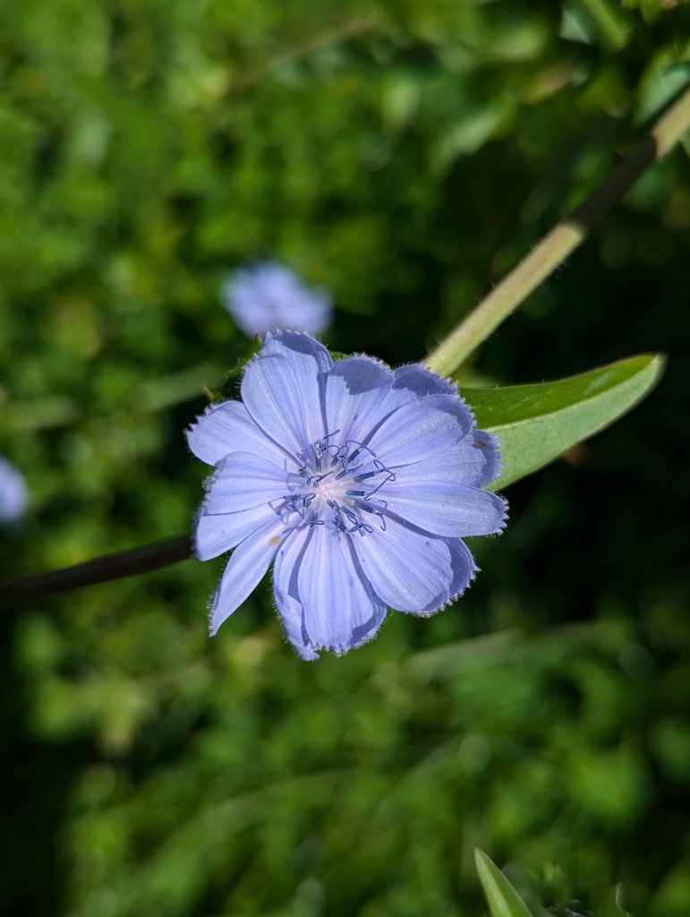 Gewöhnliche Wegwarte (Cichorium intybus) in Weidach