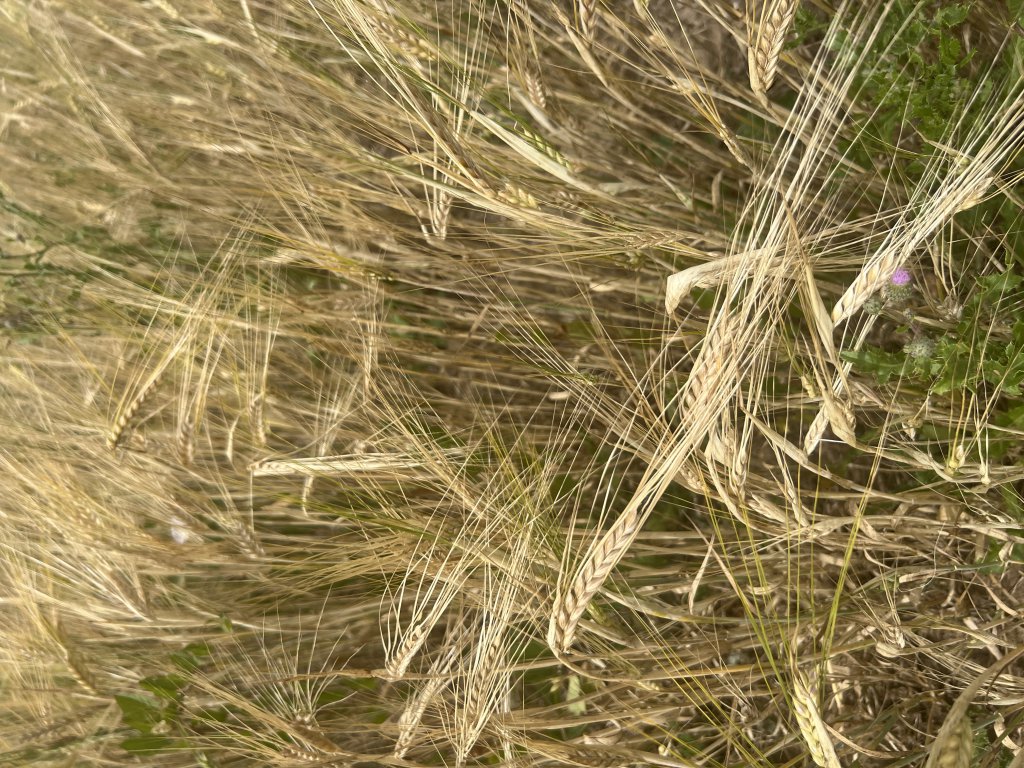 Gerste (Hordeum vulgare) Raum Kasendorf, Oberfranken