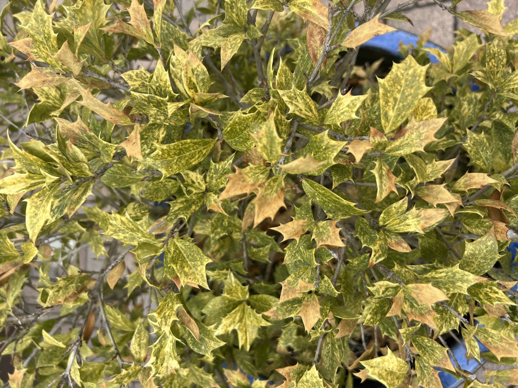 Prickly sweet olive (Osmanthus heterophyllus) Raum Kasendorf, Oberfranken