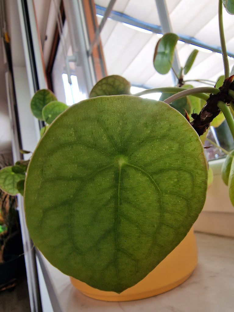 Chinesischer Geldbaum (Pilea peperomioides) Raum Kasendorf, Oberfranken