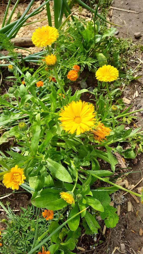 Garten-Ringelblume (Calendula officinalis) Raum Kasendorf, Oberfranken