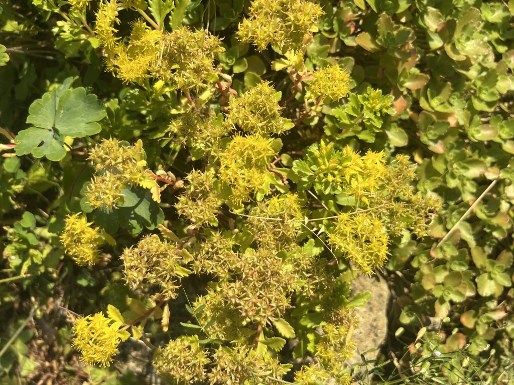 Deckblatt-Fetthenne (Hylotelephium telephium subsp. maximum) Raum Kasendorf, Oberfranken