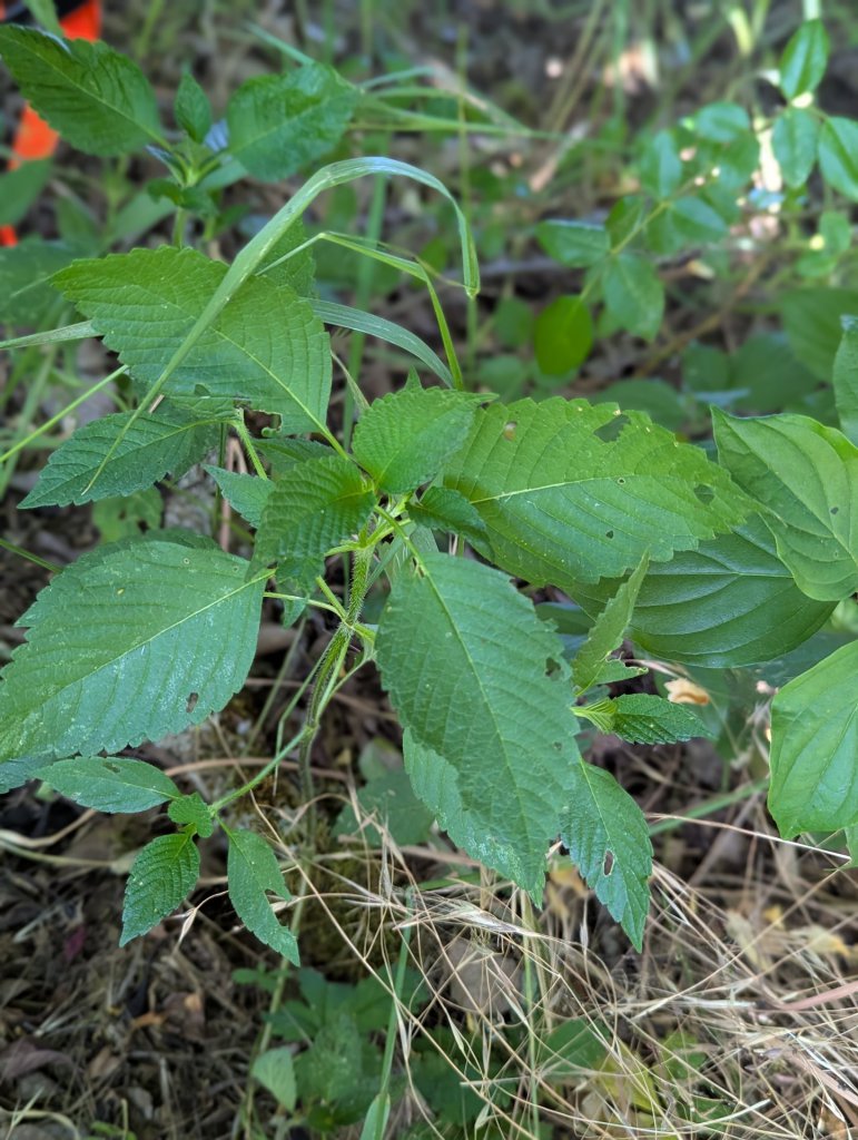 Stechender Hohlzahn (Galeopsis tetrahit) in Weidach