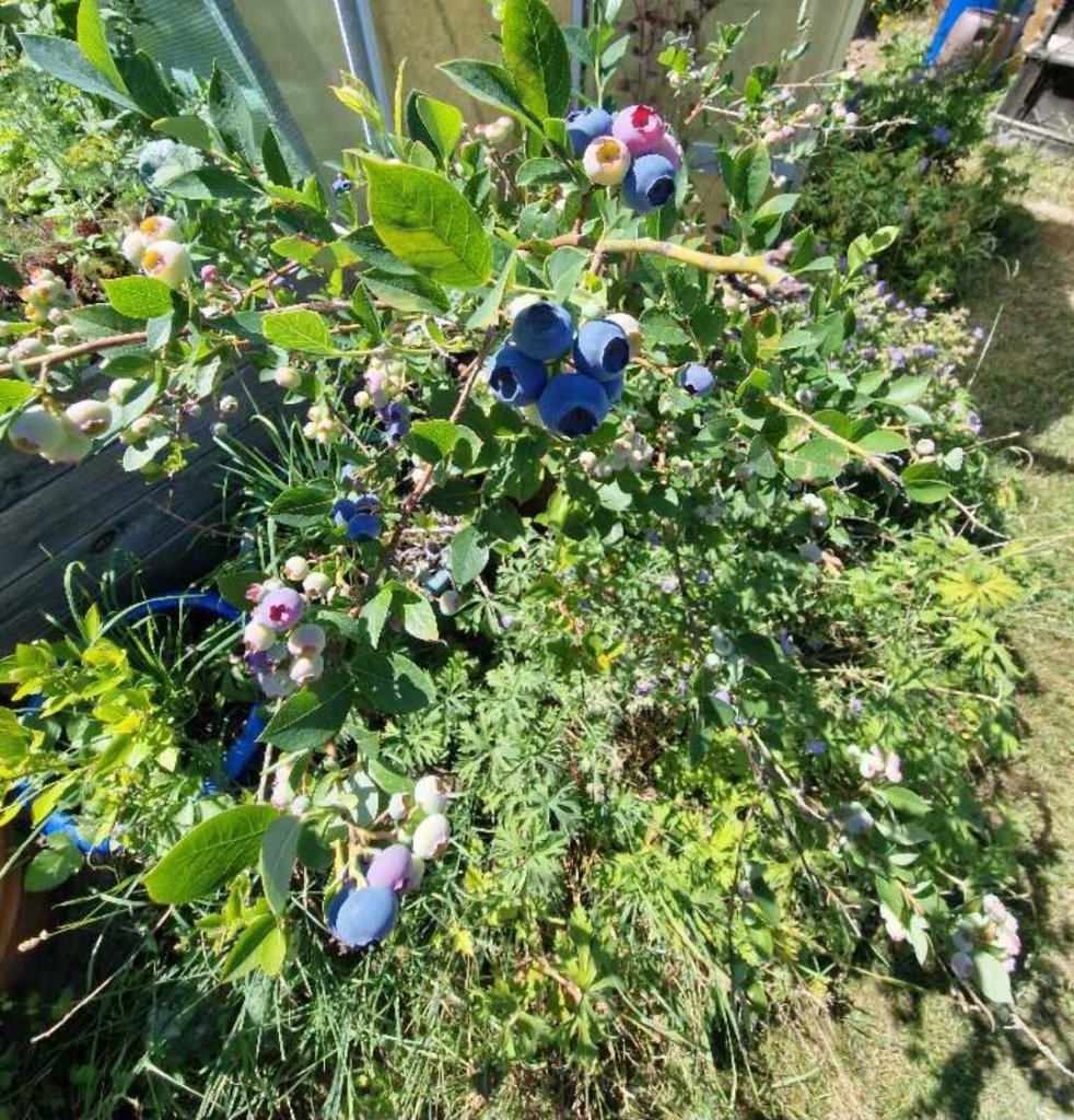 Amerikanische Blaubeere (Vaccinium corymbosum) in Seubersdorf
