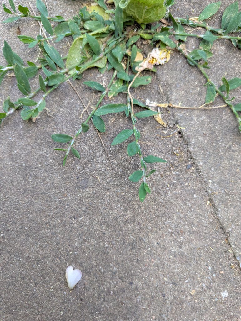 Echter Vogelknöterich (Polygonum aviculare) in Weidach