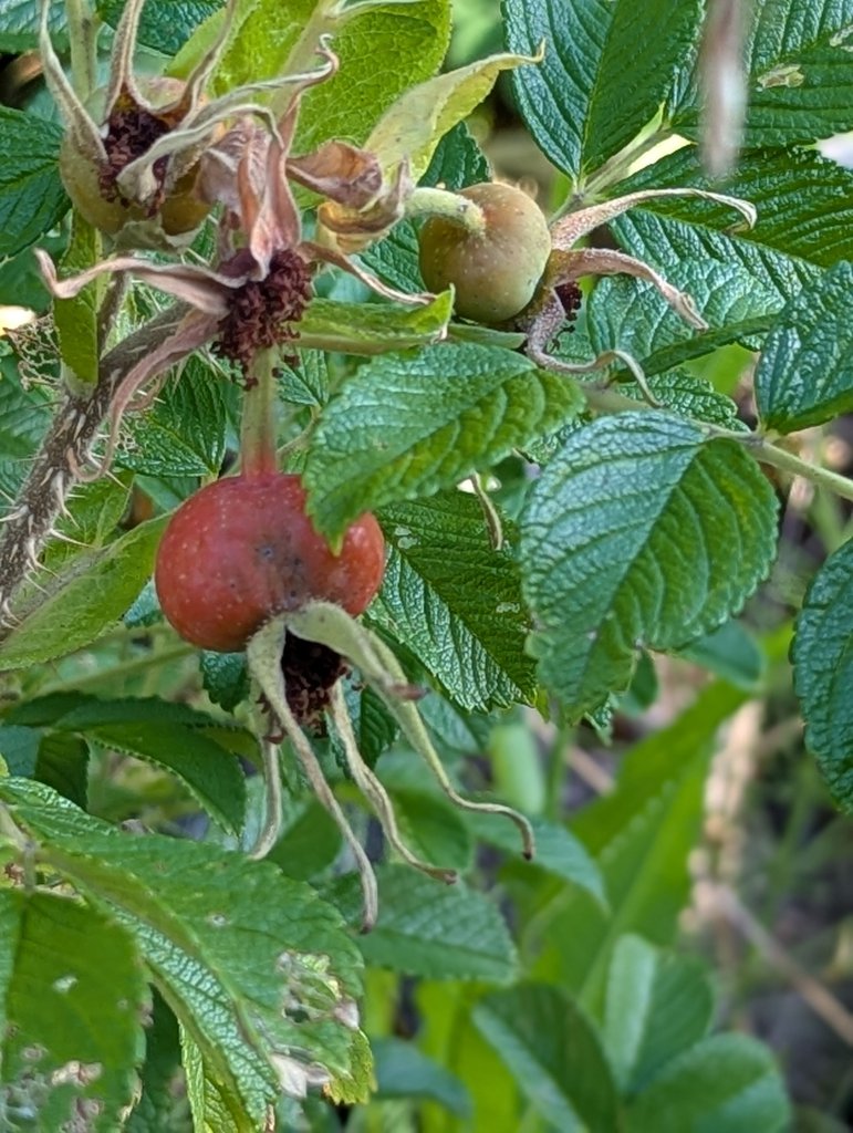 Kartoffel-Rose (Rosa rugosa) in Weidach
