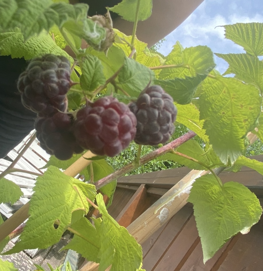 Himbeere (Rubus idaeus) Raum Kasendorf, Oberfranken