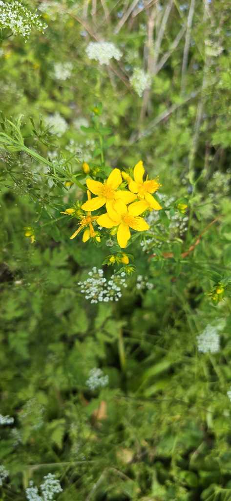 Tüpfel-Hartheu (Hypericum perforatum) nahe Lopp