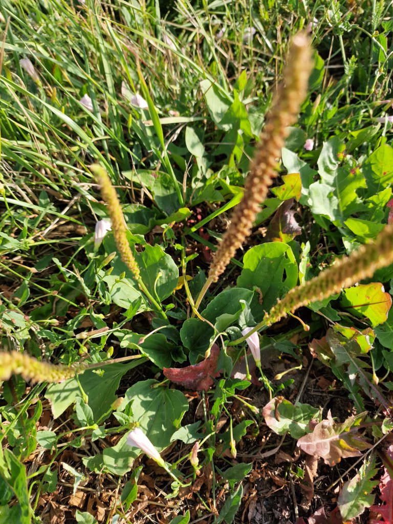 Breit-Wegerich (Plantago major) in Seubersdorf