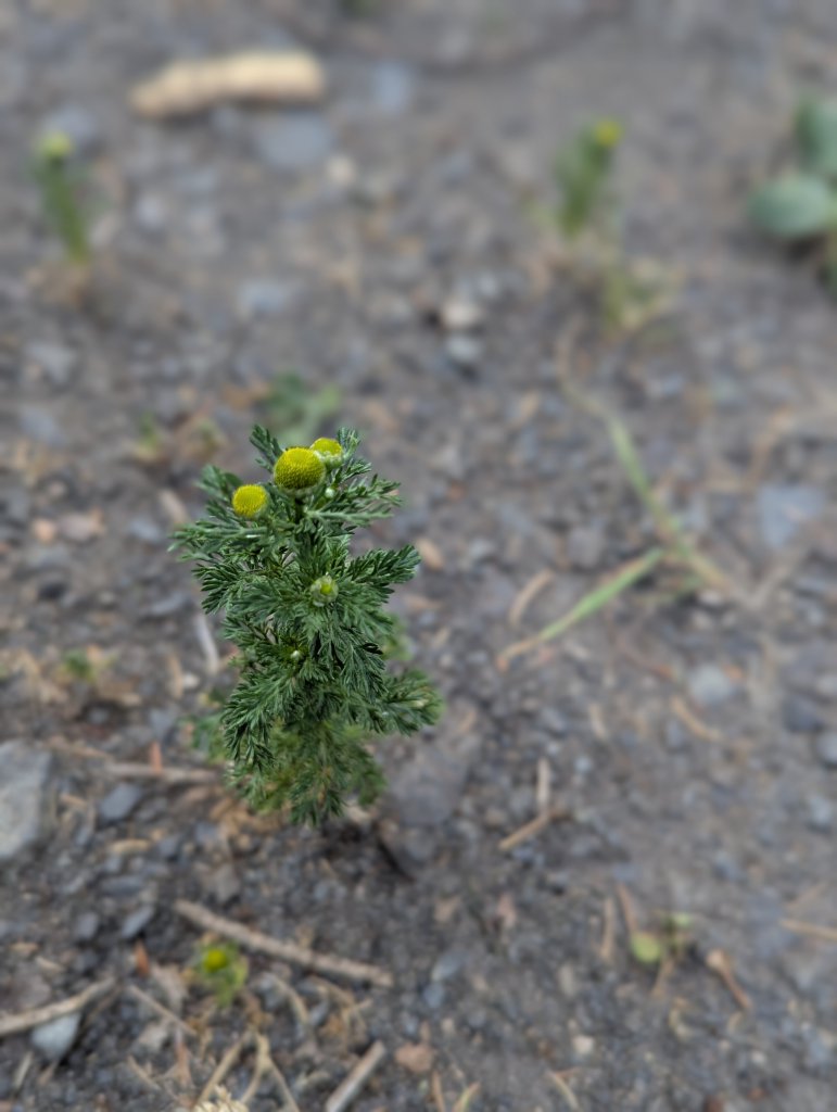 Strahlenlose Kamille